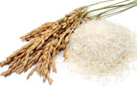 Гидролизованные протеины риса